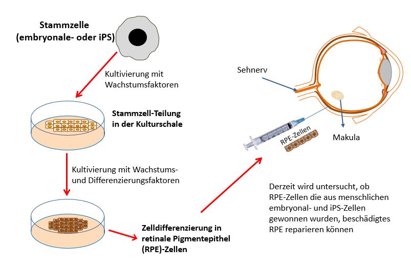 Diagram on developing eye therapies
