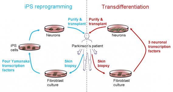Comparison of iPS reprogramming and transdifferentiation: These processes might eventually be applied in the clinic for cell replacement therapies.