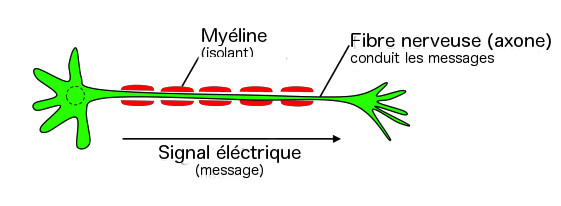 Cellule nerveuse
