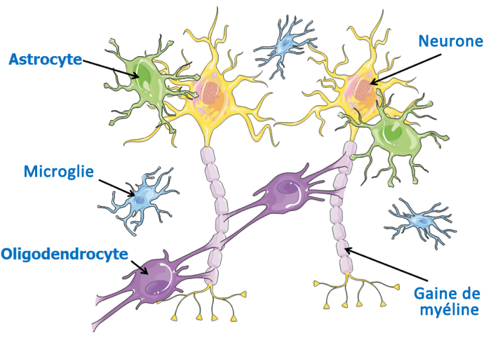 Cellules neurales