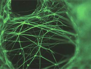 neurons grown in the lab