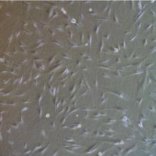 Microscopy image of MSCs