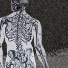 The back of the skeleton showing the spine