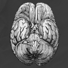Drawing of the anatomy of the brain