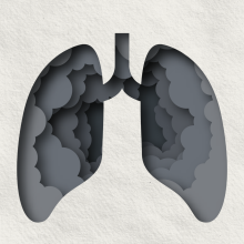 The lungs