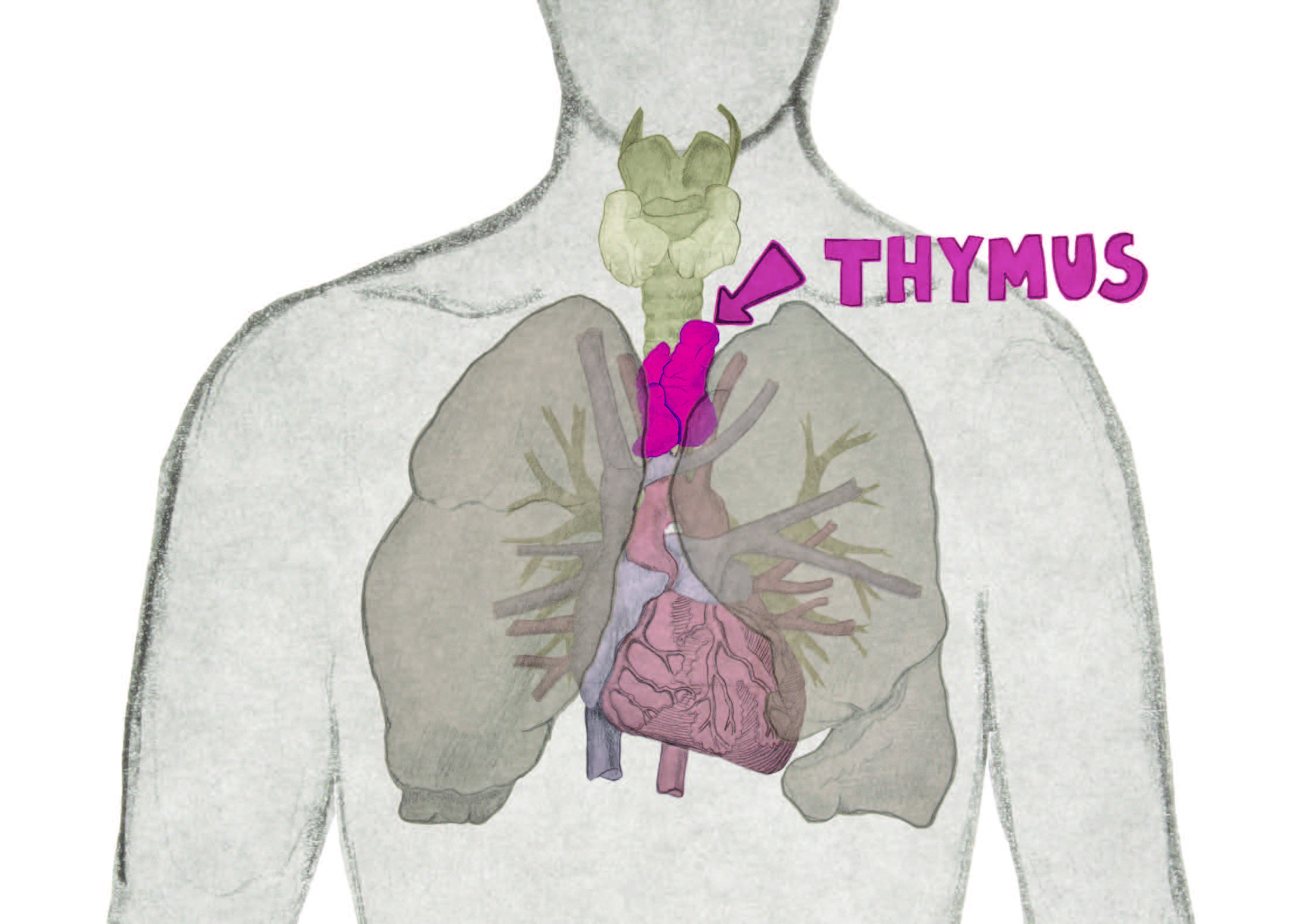 thymus gland anatomy