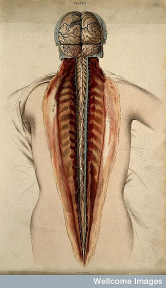 4,400+ Drawing Of A Spinal Cord Stock Illustrations, Royalty-Free Vector  Graphics & Clip Art - iStock