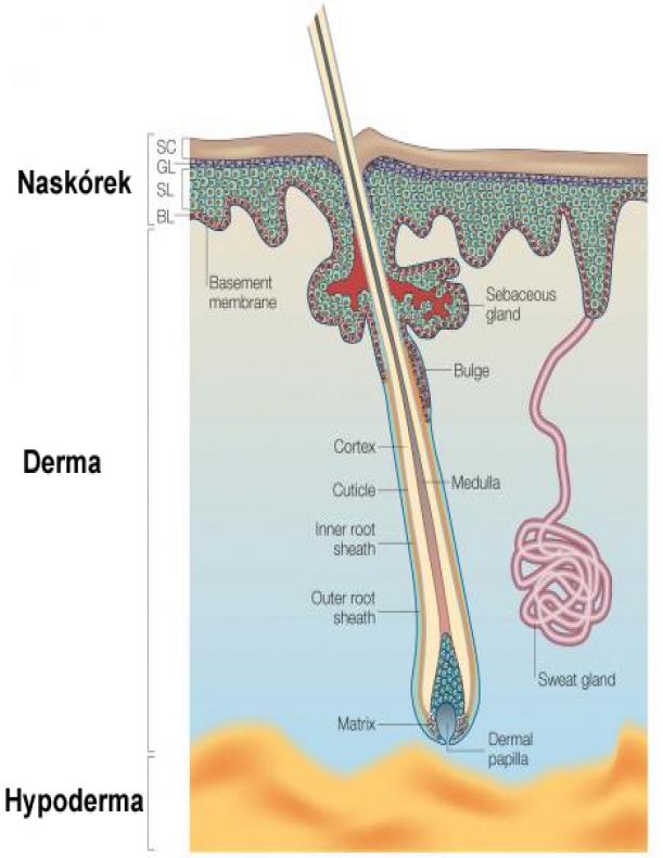 Naskórek Człowieka I Innych Ssaków Wytwarza Włosy Komórki macierzyste skóry: gdzie są i co potrafią zrobić? | Eurostemcell