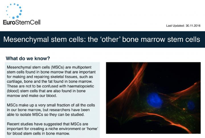 mesenchymal stem cells culture