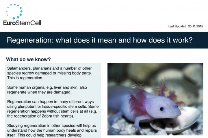 Regeneration: what does it mean and how does it work? | Eurostemcell