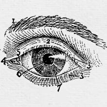 Limbal stem cells in the human cornea
