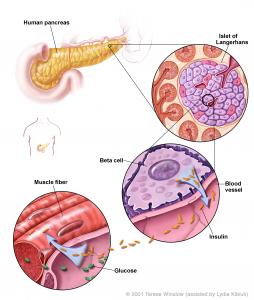 Pancreas Images | Eurostemcell